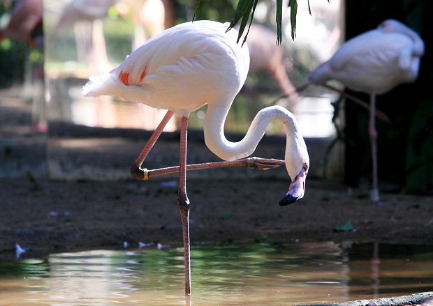 parque das aves