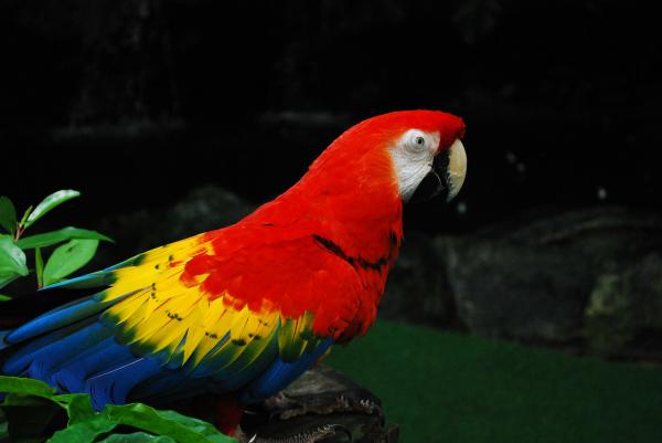 parrot-106967_1280