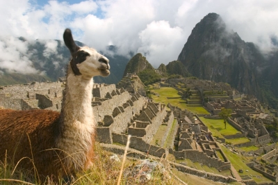 peru-machu-picchu-llama