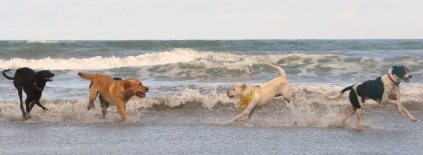 pet, praia, cachorro