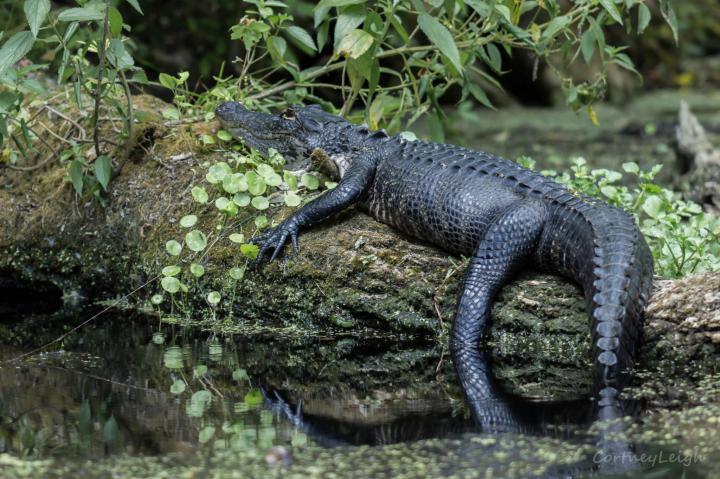 resized_Wekiwa-Springs_contest_Cortney-Busscher_Came-across-a-baby-alligator-rel