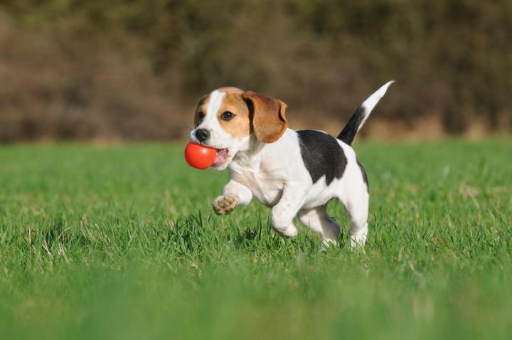 Foto: shutterstock