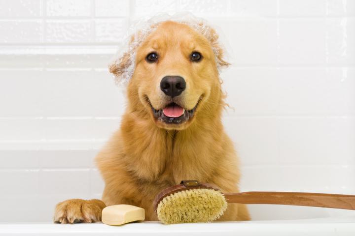 Foto: shutterstock