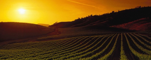 vineyards_at_sunset_napa_valley_california_630x250